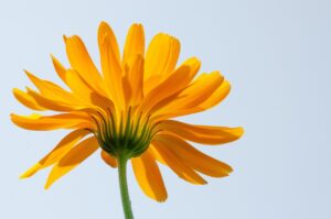 工場勤務の男性が夜勤明けに起床後に行う光療法のタイミングは？