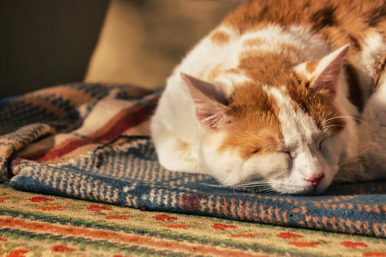 昼寝の時間の目安はどれくらいが最適？